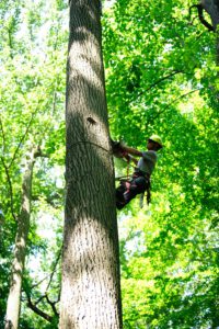 tree removal