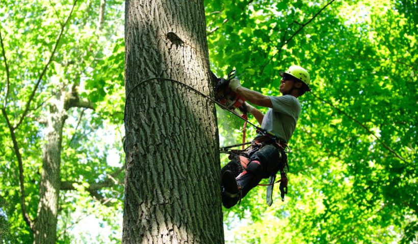 tree removal